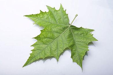 《博德之门3》开放6号补丁回滚 方便Mod和多平台玩家